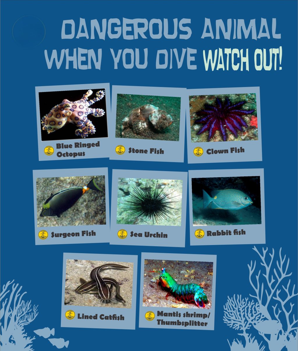 Waspada! Hewan Laut Ini Bisa Mematikan Jika Dikonsumsi