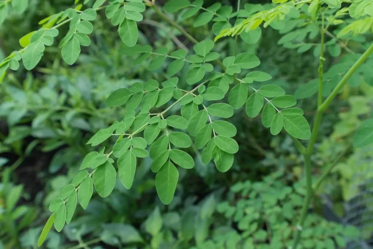 “Daun Kelor: Superfood Ajaib dan Manfaatnya untuk Kesehatan Tubuh”