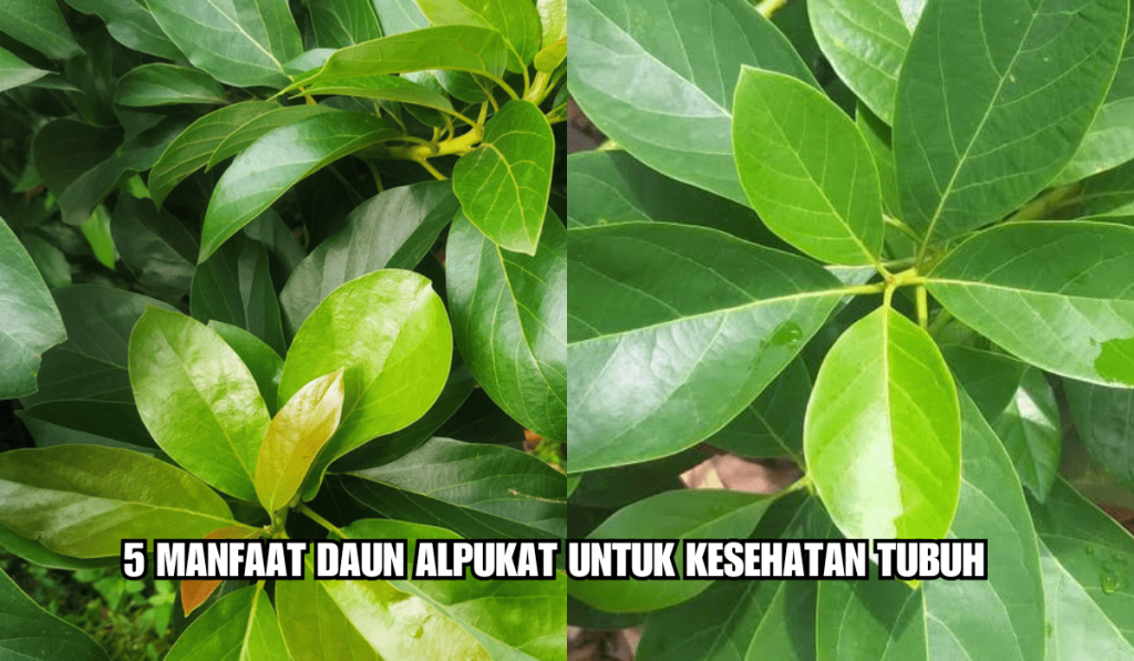 “Rahasia Daun Alpukat: Khasiat Alami untuk Jantung, Ginjal, dan Metabolisme”
