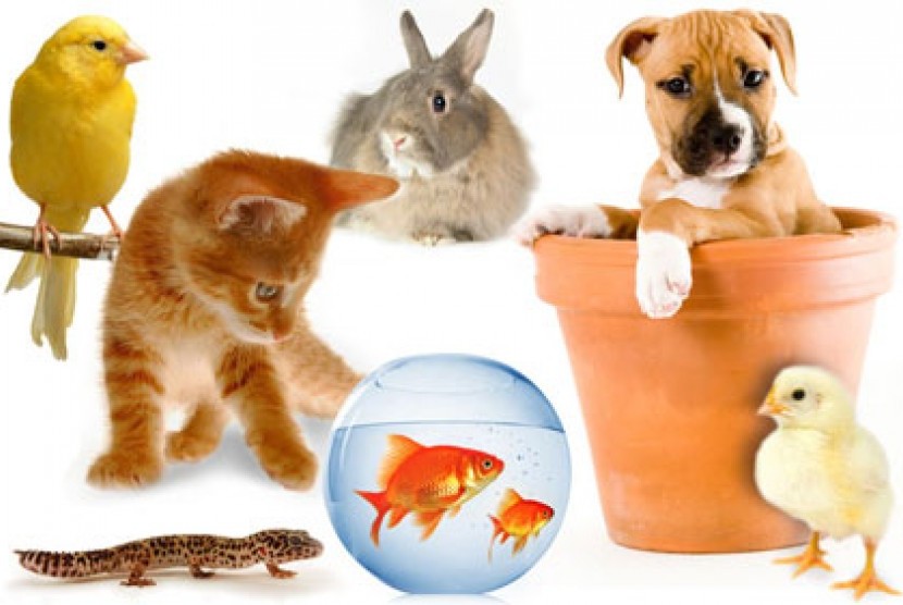 “7 Hewan Peliharaan Paling Populer dan Alasannya Mengapa Banyak Dicintai”