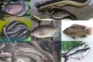 7 Jenis Ikan Air Tawar Tinggi Protein dan Manfaatnya bagi Tubuh