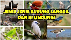 “7 Burung Langka Paling Terancam Punah di Dunia dan Upaya Penyelamatannya”
