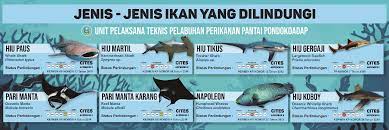 “7 Ikan Langka yang Paling Terancam Punah di Dunia dan Status Perlindungannya”