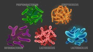 5 Bakteri Baik yang Paling Menguntungkan bagi Tubuh Manusia