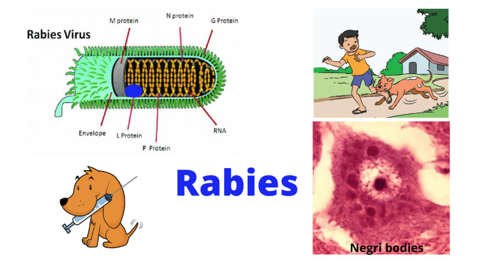 “Rabies: Penyakit Mematikan yang Masih Mengancam Manusia”