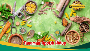 Apotek Hidup yang Wajib Ditanam di Pekarangan Rumah