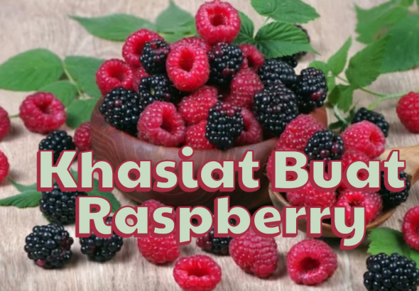 Kenali Manfaat Buah Raspberry untuk Gaya Hidup Sehat