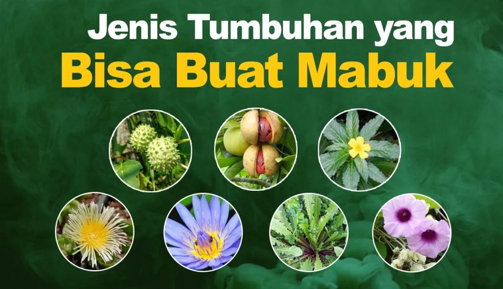 Tanaman Pemicu Halusinasi: Dampak Kesehatan dan Risiko Penggunaannya