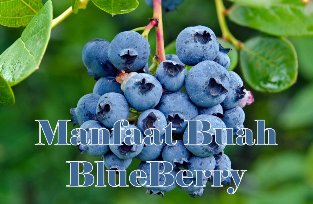 Kenali Manfaat Buah Blueberry untuk Kesehatan Sehari-hari