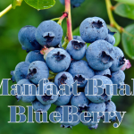 Kenali Manfaat Buah Blueberry untuk Kesehatan Sehari-hari