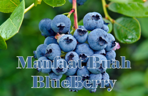 Kenali Manfaat Buah Blueberry untuk Kesehatan Sehari-hari