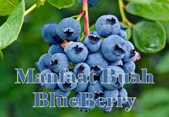 Kenali Manfaat Buah Blueberry untuk Kesehatan Sehari-hari