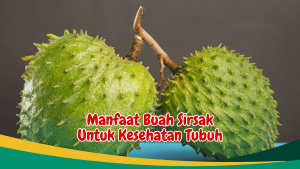 Kenali Manfaat Buah Sirsak untuk Kesehatan Sehari-hari