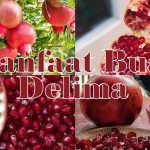 Khasiat Buah Delima bagi Tubuh dan Perawatan Kulit