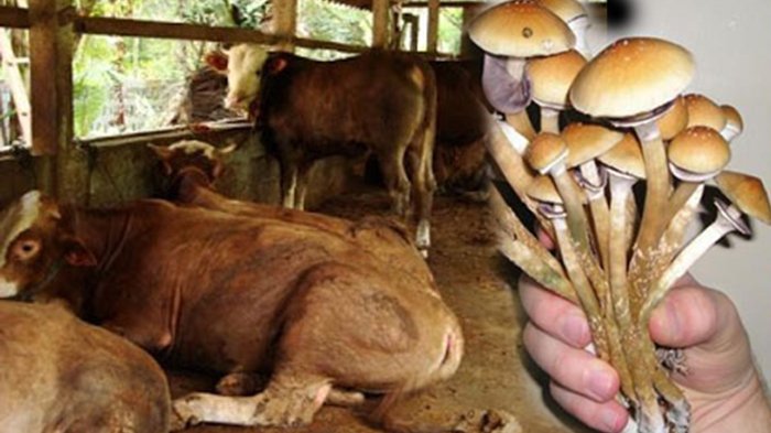 Magic Mushroom: Fakta, Risiko, dan Statusnya sebagai Narkoba