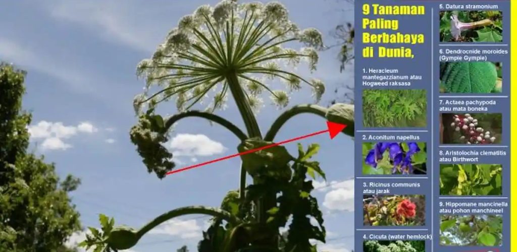Kenali Beberapa Tanaman Beracun yang Berbahaya bagi Kesehatan