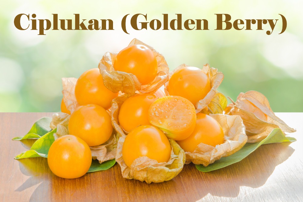 Manfaat Buah Ciplukan (Golden Berry) bagi Kesehatan Tubuh