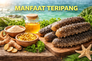 Khasiat Teripang untuk Kesehatan dan Penyembuhan Alami