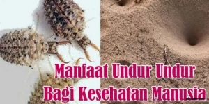 Mengenal Undur-Undur: Serangga Kecil dengan Manfaat Besar bagi Kesehatan