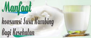 Manfaat Susu Kambing: Dari Pencernaan hingga Kesehatan Tulang