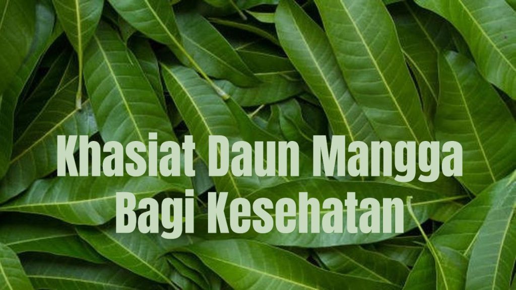 Herbal Alami! Ini Manfaat Daun Mangga yang Jarang Diketahui