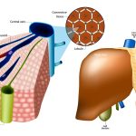 Waspada! Golongan Darah Ini Rentan Gangguan Hati