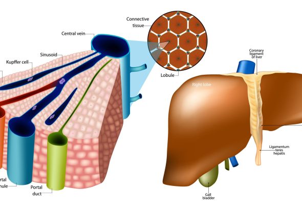 Waspada! Golongan Darah Ini Rentan Gangguan Hati