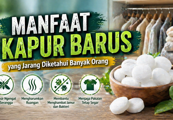 Tak Hanya Pengharum, Ini Fungsi Lain Kapur Barus