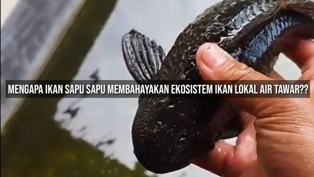 Cara Membasmi Ikan Sapu-Sapu yang Benar Menurut Ilmu