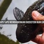 Cara Membasmi Ikan Sapu-Sapu yang Benar Menurut Ilmu