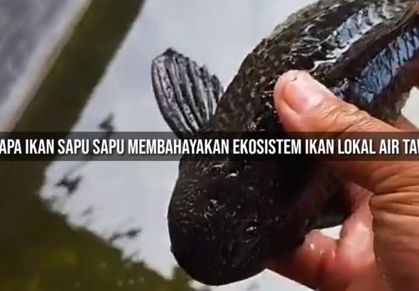 Cara Membasmi Ikan Sapu-Sapu yang Benar Menurut Ilmu