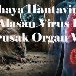 Bahaya Hantavirus, Ini Alasan Virus Bisa Merusak Organ Vital