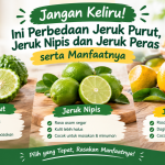 perbedaan jeruk purut jeruk nipis dan jeruk peras