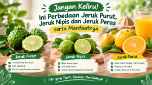 perbedaan jeruk purut jeruk nipis dan jeruk peras