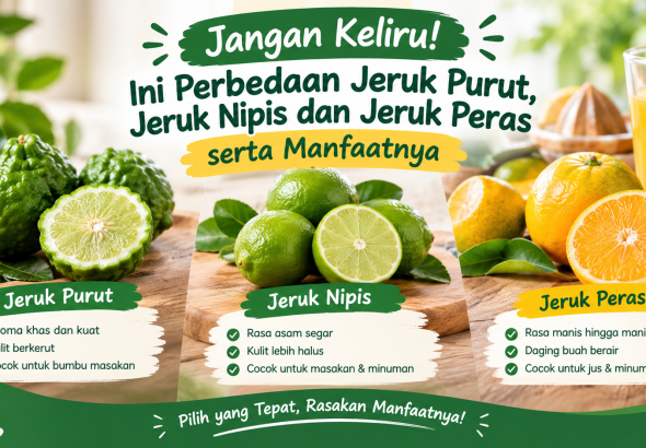 perbedaan jeruk purut jeruk nipis dan jeruk peras